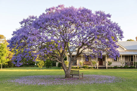 Jacaranda in full mauve-blue flower on a large lawn in front of an Australian house