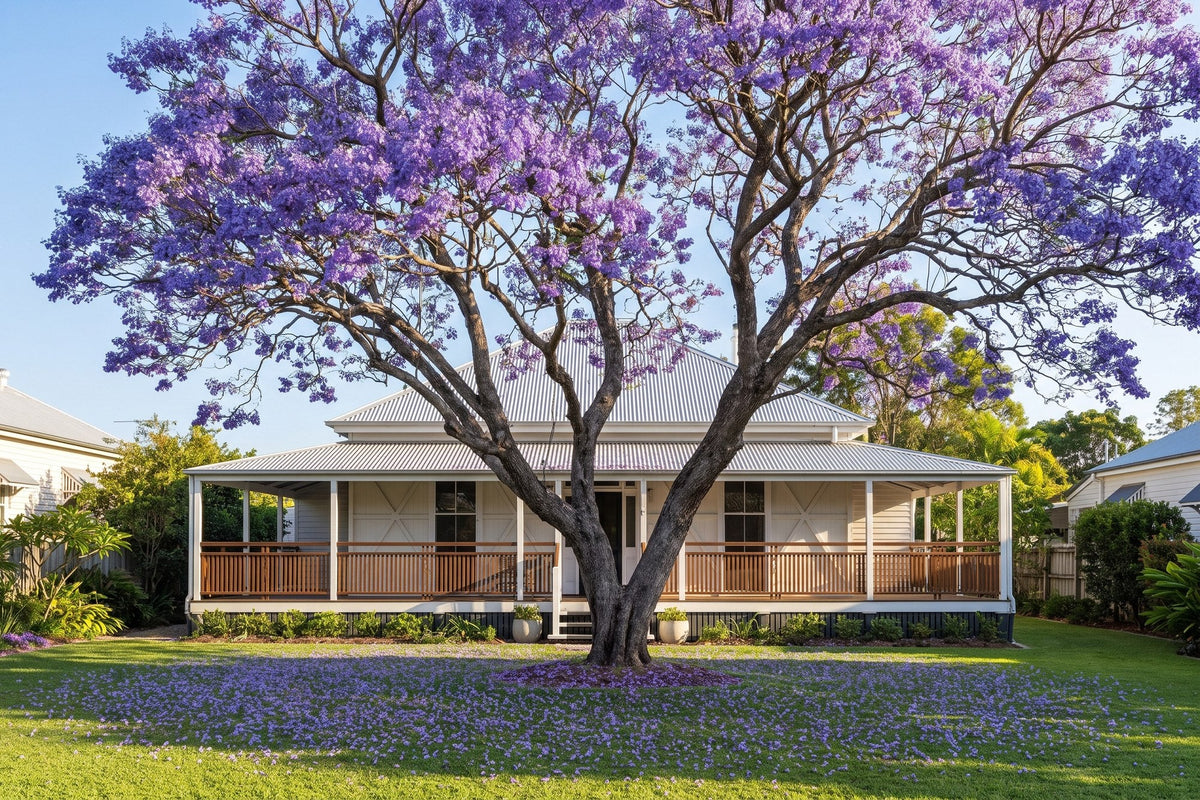 Jacaranda Trees in Australia: Planting and Care | Nursery Near Me