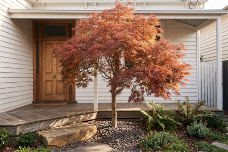 Japanese maple feature tree in a shaded entry courtyard beside a front door