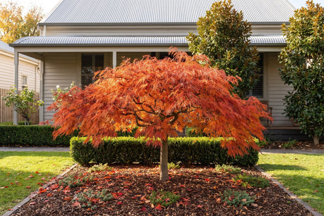 Japanese maple in orange and red autumn colour in a sheltered Australian garden