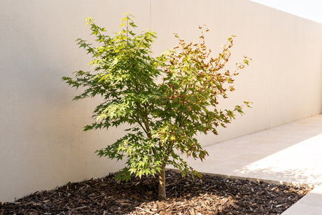 Japanese maple with brown scorched leaves on its sunny side after a heatwave