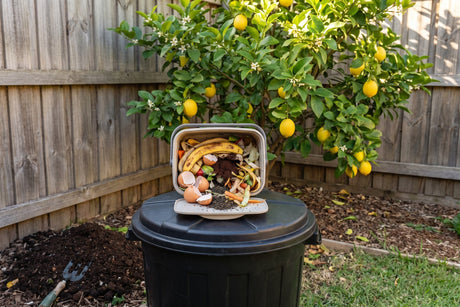 Kitchen caddy of scraps on a backyard compost bin with a lemon tree behind