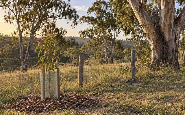 Koala Food Trees You Can Plant, by Region