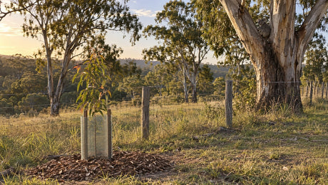 Young Forest Red Gum sapling planted along a fence line, with a koala in a mature gum behind