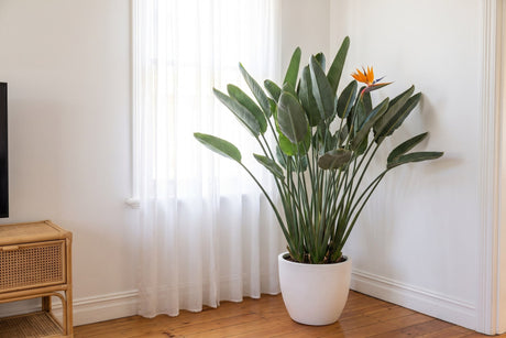 Large bird of paradise in a white pot beside a curtained window in an Australian living room