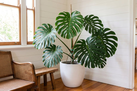 Large Monstera deliciosa with split glossy leaves in a white pot in a bright Australian lounge room