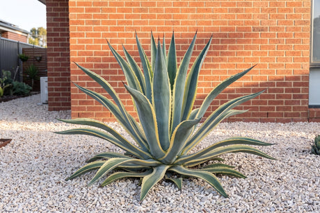 Large variegated agave as a single specimen in a gravel bed against a red brick wall