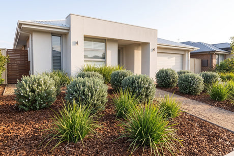Lawn-free front garden of repeated westringia and lomandra in a mulched bed