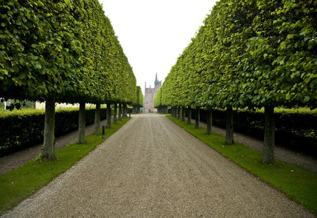 Lilly Pilly: The Perfect Plant for Screening and Privacy