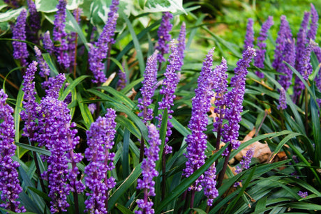 Liriope Muscari: Adding a Splash of Purple to Your Landscape