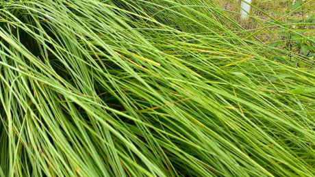 Lomandra Longifolia Care: A Comprehensive Guide