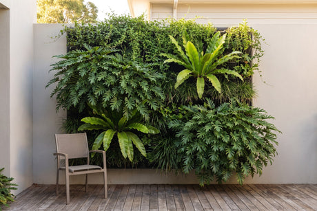 Lush vertical garden of Philodendron xanadu and bird's nest ferns on a shaded courtyard wall