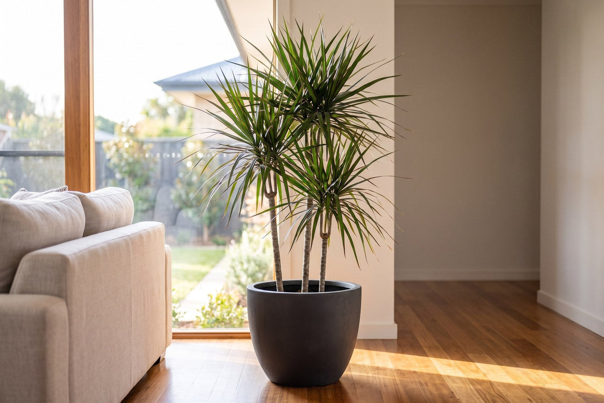 Madagascar dragon tree with red-edged leaves in a charcoal pot beside a bright window