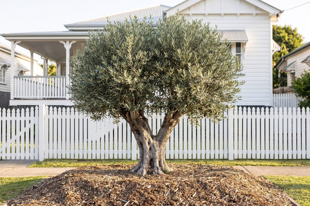 Manzanillo olive tree with a silvery domed canopy in front of a Queenslander home
