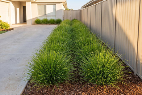 Mass planting of Tanika lomandra beside the driveway of an Australian home