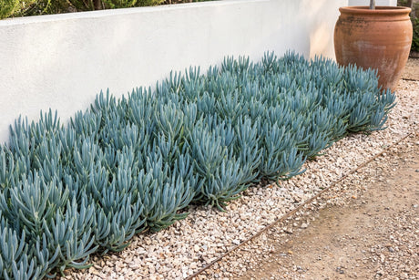 Mat of blue chalksticks with blue-grey finger leaves in a gravel bed by a white wall