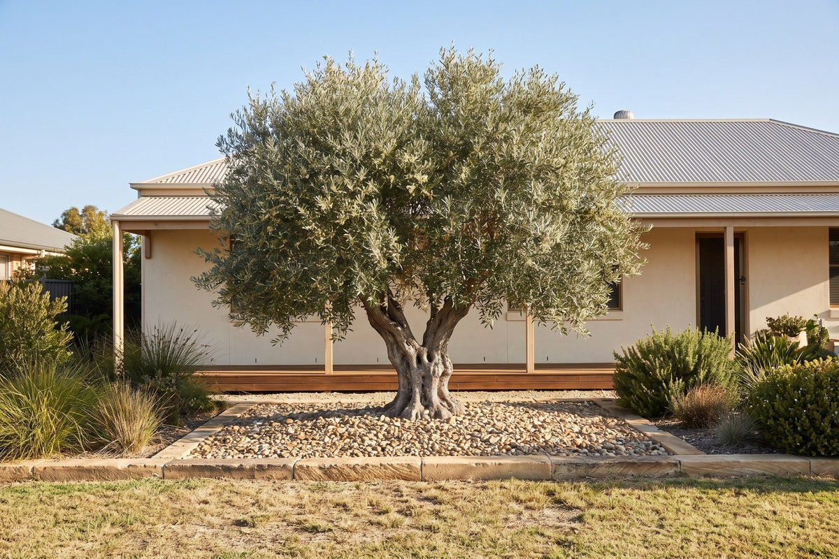 Mature olive tree with silver-grey foliage and a gnarled trunk in an Australian front garden