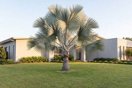 Mature silver-blue Bismarck palm standing alone on the front lawn of a Queensland home