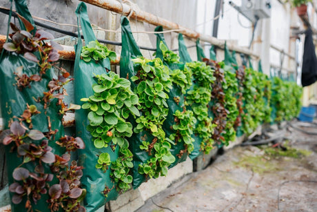 Maximizing Space: How to Create a Thriving Vertical Garden