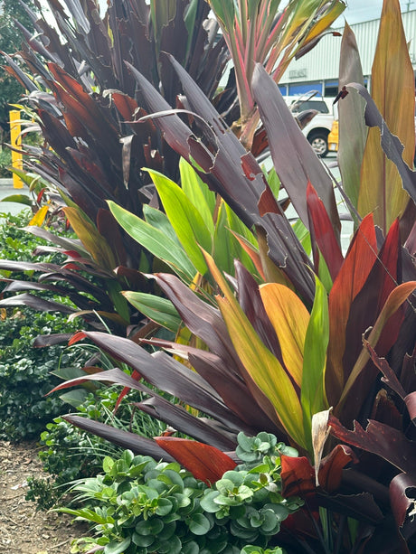 Maximizing Your Garden with Cordylines: Tips for a Lush Landscape - Brisbane Plant Nursery