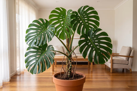 Monstera deliciosa with large split leaves in a terracotta pot in a bright living room