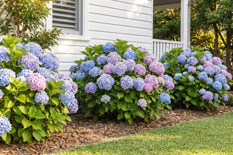 Mophead hydrangeas in blue and pink flower along the shaded side of a weatherboard house