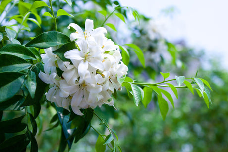 Murraya Paniculata: Enhancing Your Garden with Fragrance