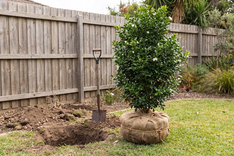 Murraya shrub with its root ball wrapped in hessian beside a new planting hole and spade