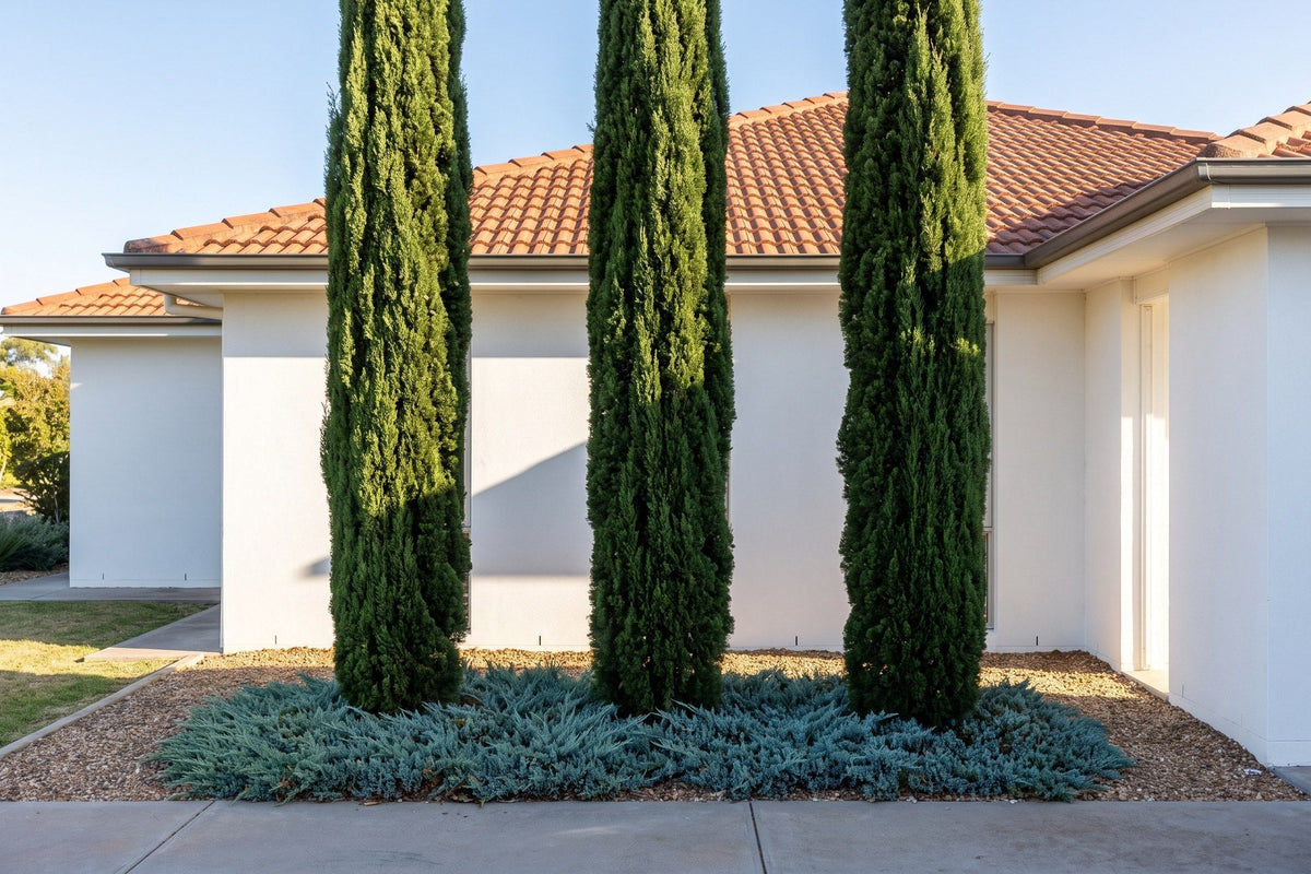Narrow Italian cypress columns above a blue-grey juniper groundcover at an Australian home