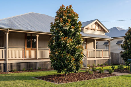 Narrow upright Eumundi quandong tree with coppery new growth beside a Queenslander