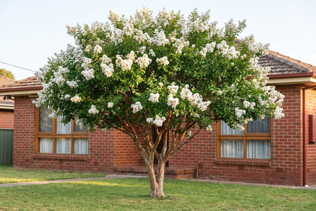 Natchez crepe myrtle covered in white summer flowers in an Australian front garden