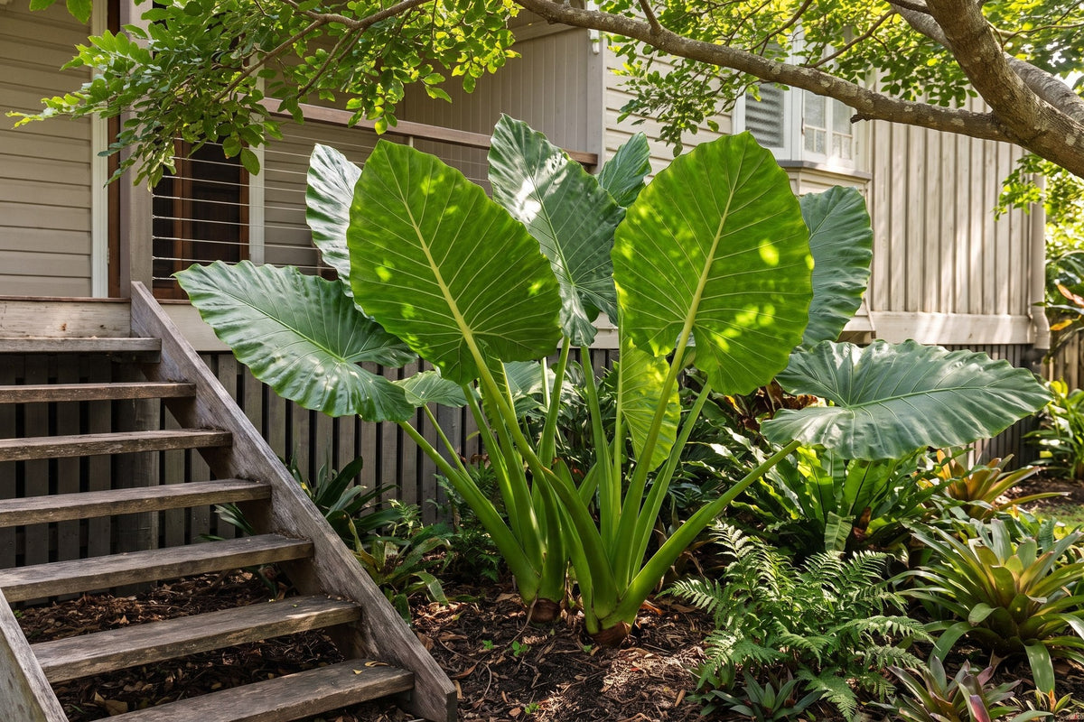 Native cunjevoi elephant ear with large glossy leaves in a shaded bed beside a Queenslander