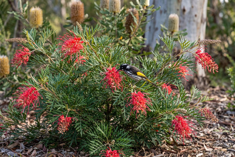 New Holland honeyeater feeding on a red Robyn Gordon grevillea in a native garden