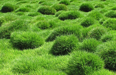 No Mow Grass: The Perfect Ground Cover for Your Landscape