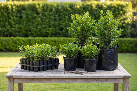 Nursery plants in every size from tubestock to a 45 litre bag laid out on a garden table, the sizes online nurseries send