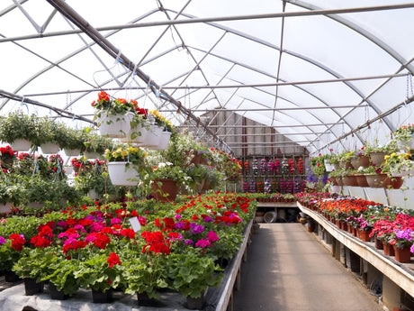 Online Plant Nursery Brisbane: Unbeatable Variety & Quality