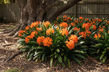 Orange-flowering clivia massed in deep shade beneath a large tree