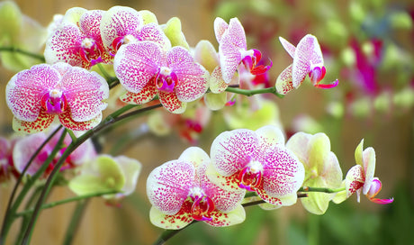 Orchids Care & Maintenance: A Guide