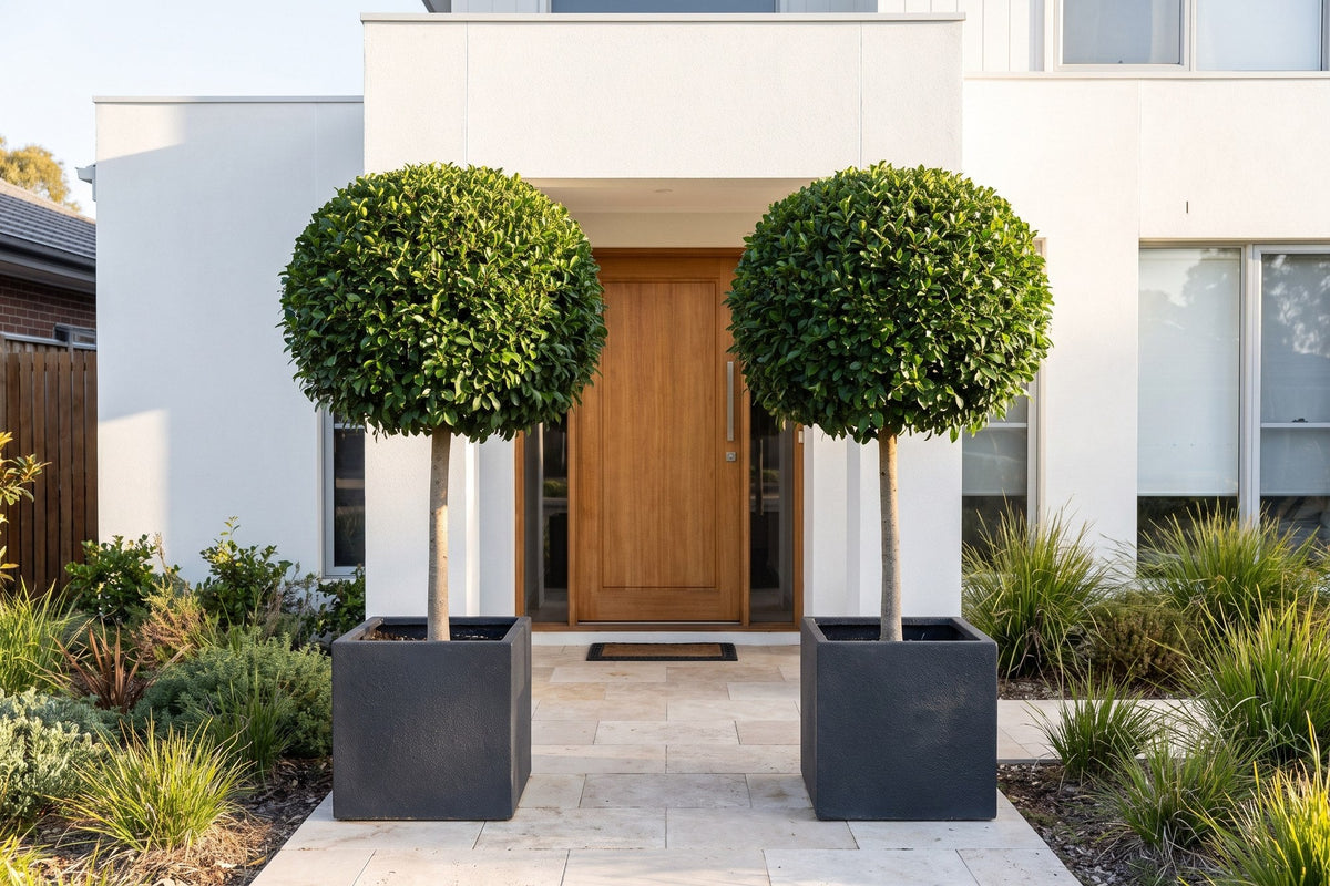Pair of clipped Ficus hillii ball standards in planters either side of a front door