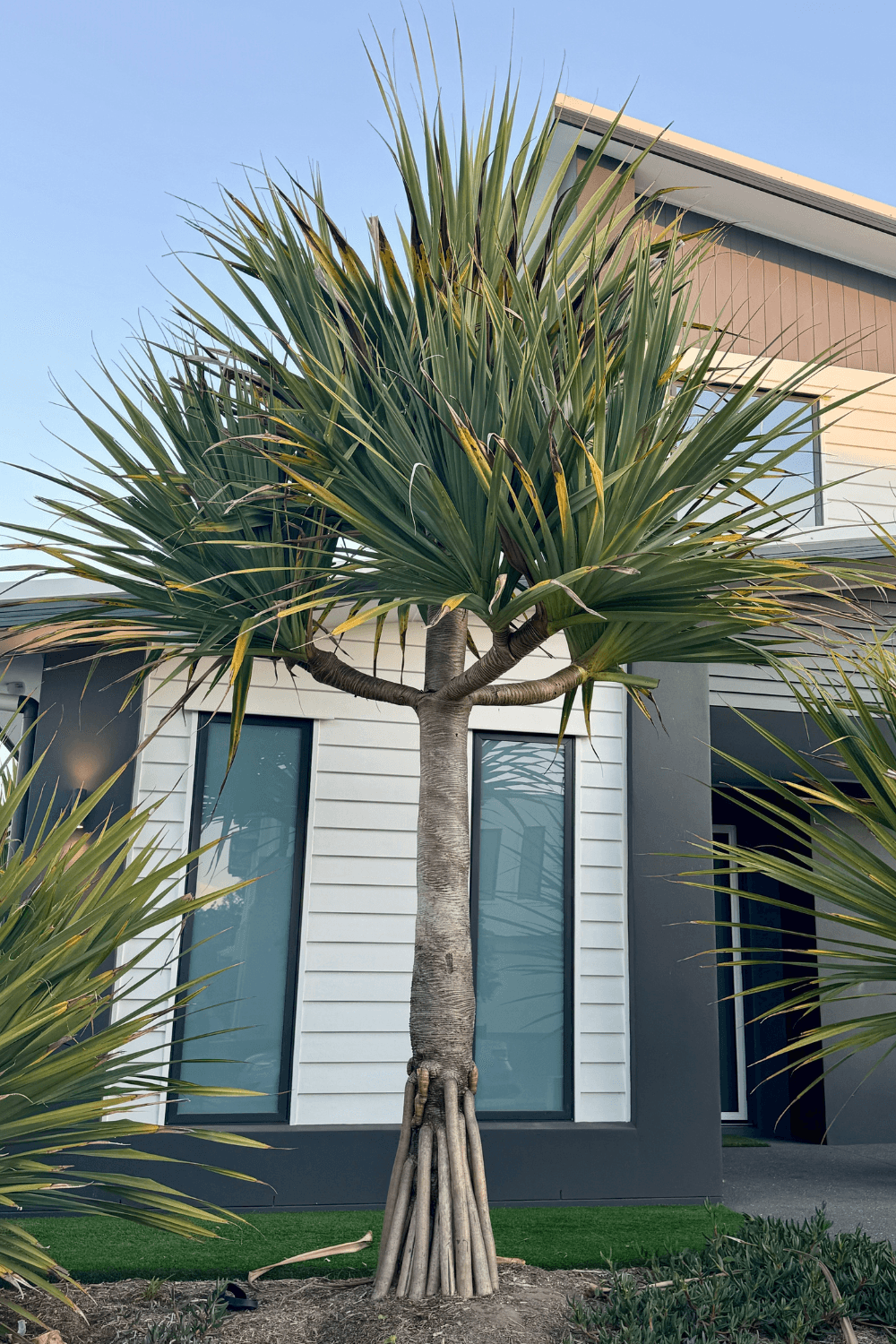 Pandanus as a feature tree in your garden - Brisbane Plant Nursery