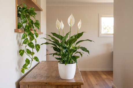 Peace lily in flower and trailing devil's ivy in a softly lit room of an Australian home