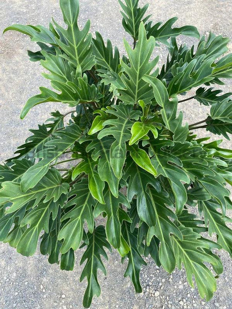 Philodendron Xanadu: A Must-Have for Your Australian Garden