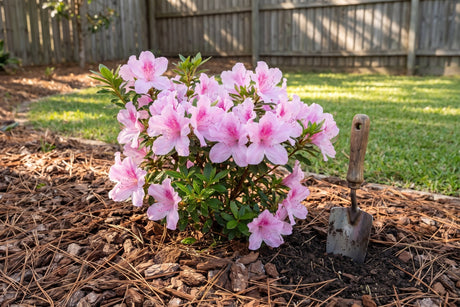 Pink azalea in full flower in a garden bed mulched with pine bark and pine needles