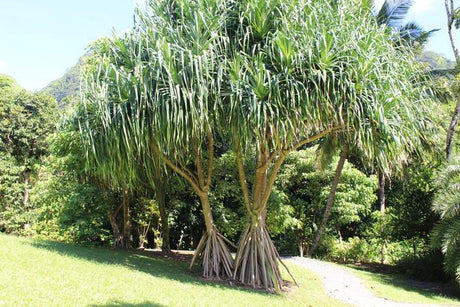 Buy a pandanus plant