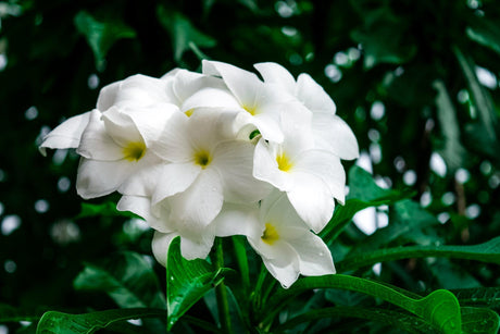 Plumeria Pudica: A Guide to the Enchanting White Flower