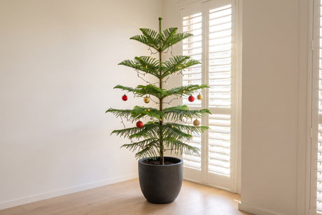 Potted Norfolk Island pine decorated as a living Christmas tree in a bright Australian living room