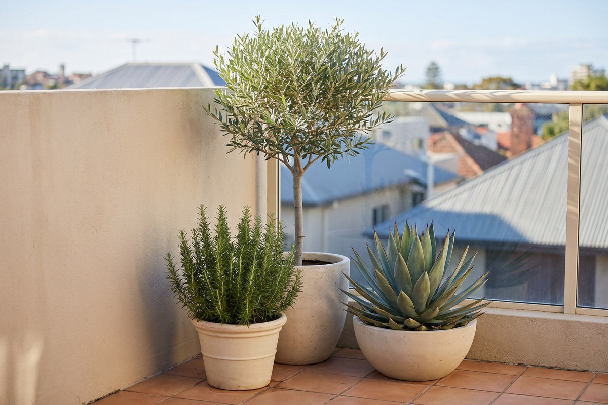 Potted olive tree, agave and rosemary grouped on a sunny Australian apartment balcony