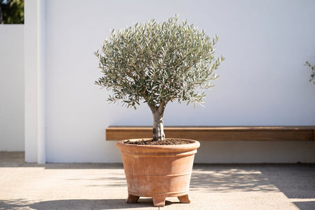 Potted olive tree with silver-grey foliage in a terracotta pot in a sunny courtyard