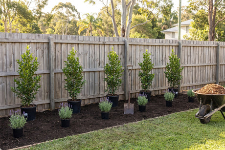 Prepared garden bed with young plants in pots set out at their spacing before planting