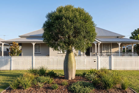 Queensland bottle tree with a swollen trunk in the front garden of a Queenslander home